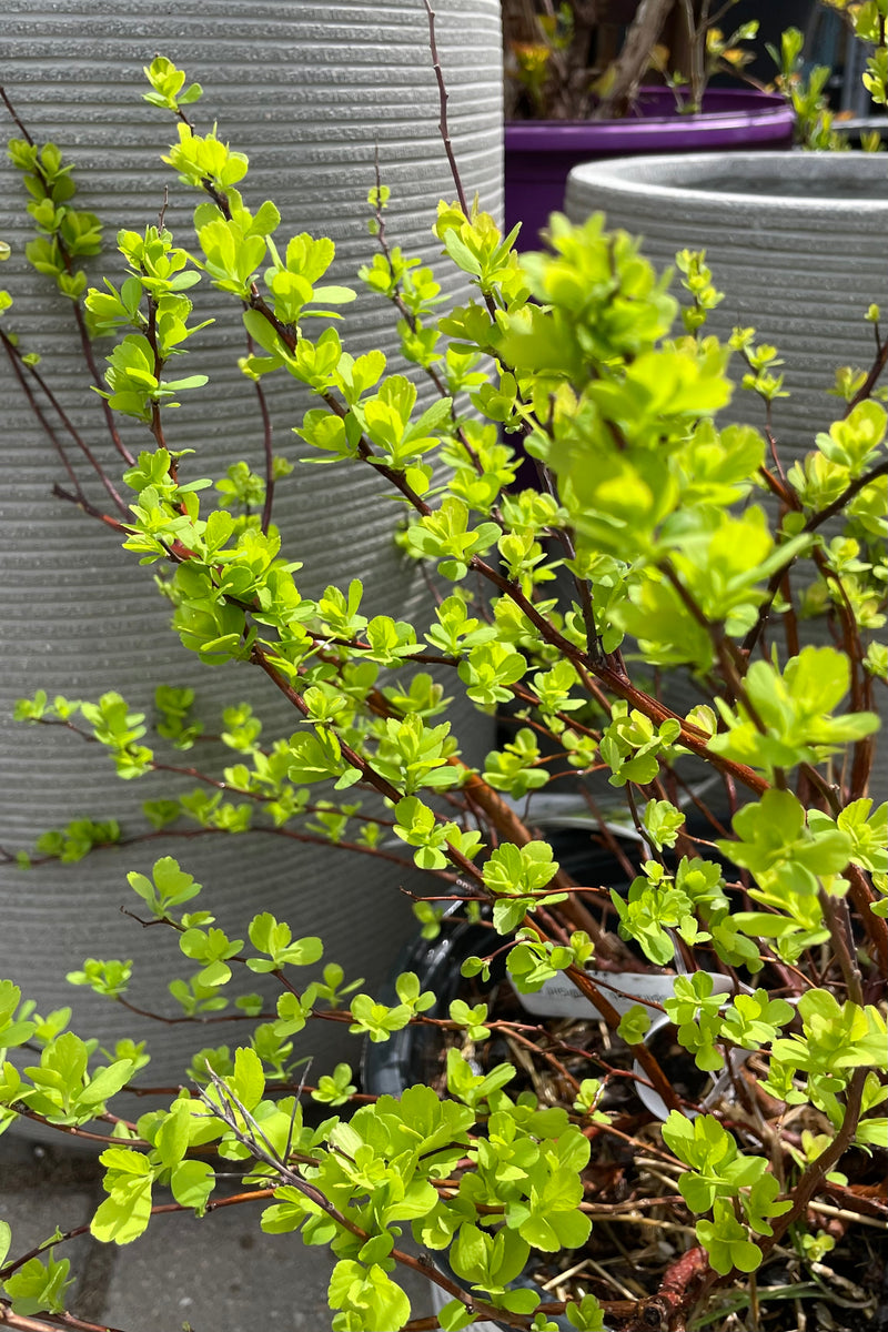 Spiraea 'Glow Girl' the beginning of spring showing its bright green leaves on dark limbs at Sprout Home.