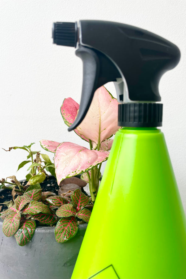 detsail of Sprout Home mister spray bottle in a lime green color with a plant in the background with water drops against a gray wall.
