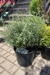 Salix 'Nana' dwarf blue arctic willow in a #3 pot size at Sprout Home the beginning of July.