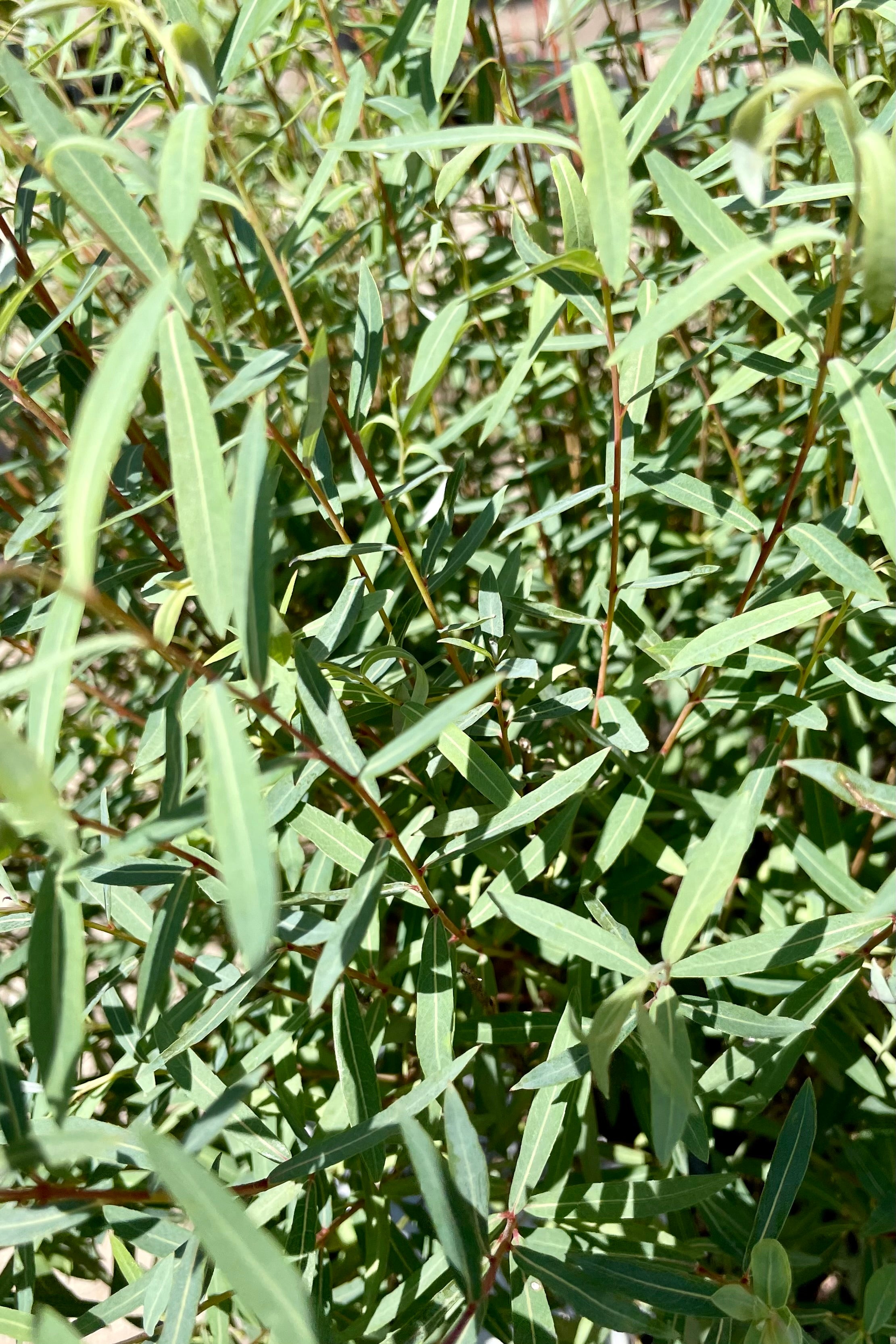 up close picture of the blue green slender leaves of the Salix 'Nana' bush in early July Sprout Home.