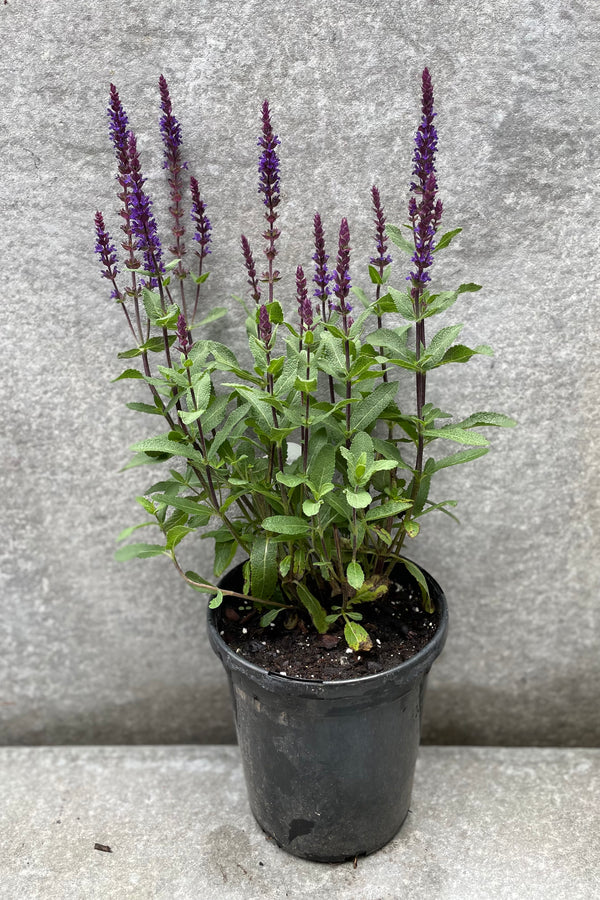 Salvia 'Caradonna' in a #1 pot in bloom. 