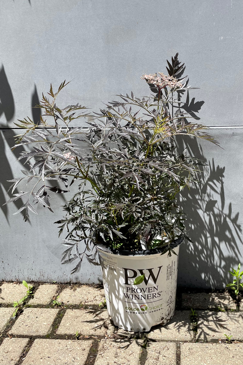 #2 pot size of the Sambucus 'Black Lace' in the beginning of June showing the dark leaves and beginning of bud and bloom.