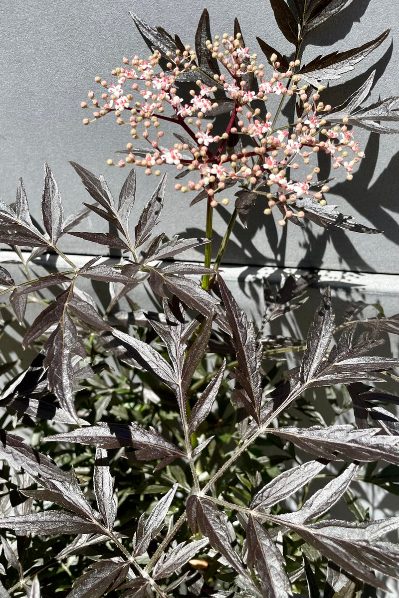 The dark textural leaves and beginning of bud and bloom of the Sambucus 'Black Lace' elderberry shrub the beginning of June.