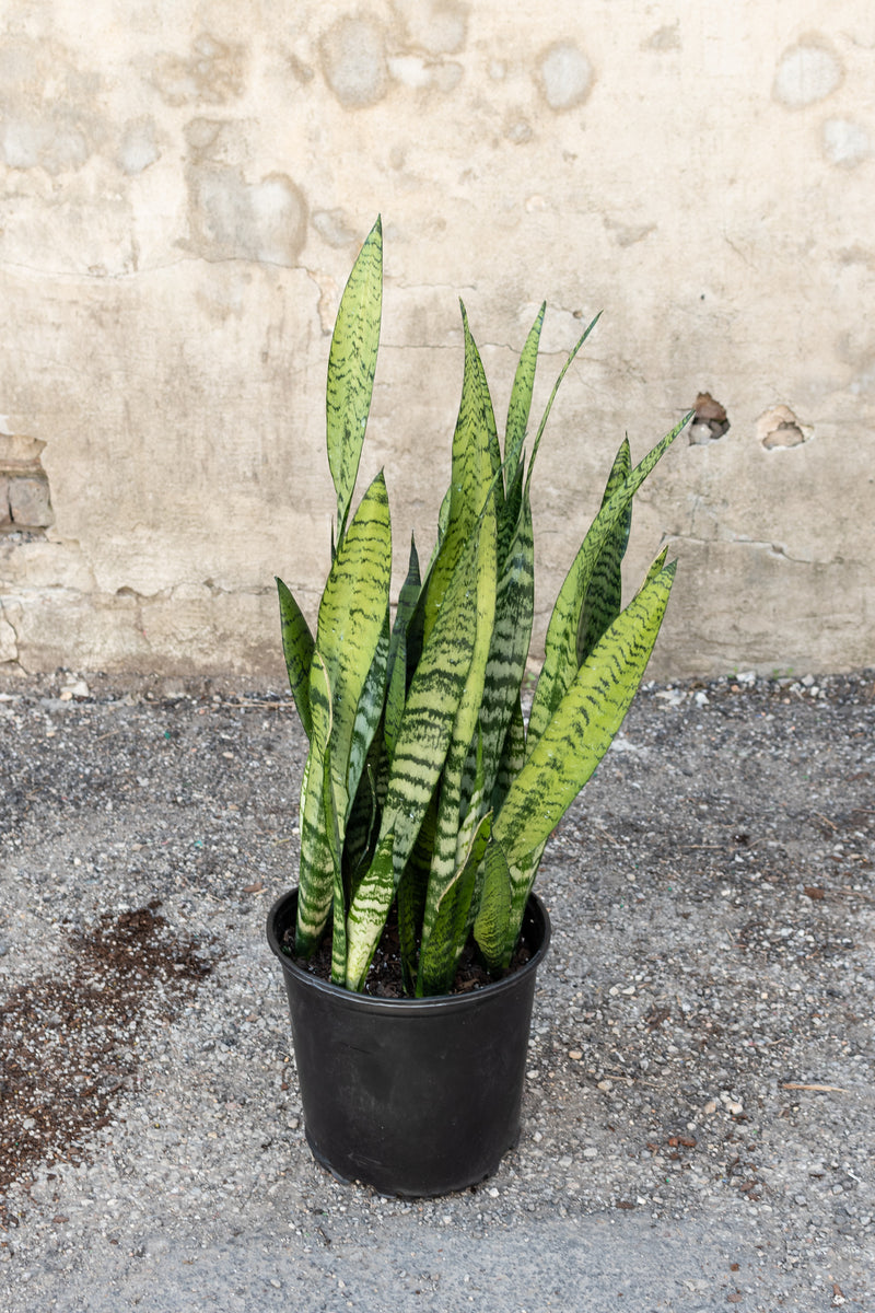 Large sansevieria snake plant in front of concrete wall 