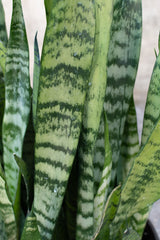 Close up of sanseviera snake plant leaves