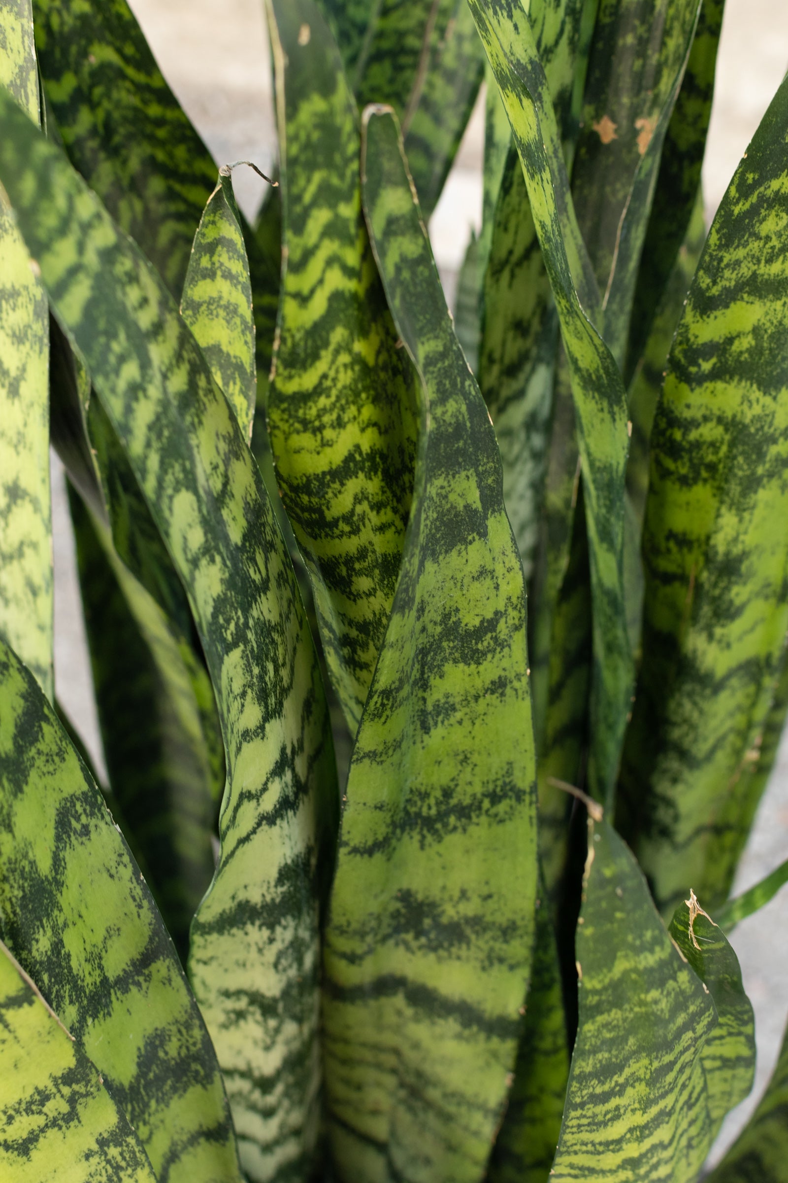 Close up of sanseviera snake plant leaves