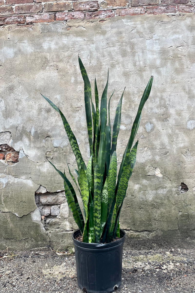 Sansevieria 'Black Coral' against a stone wall with its green striped vertical leaves.