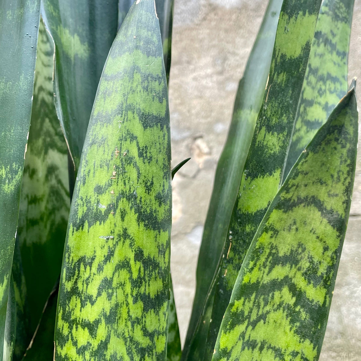 Sansevieria 'Black Coral' 10