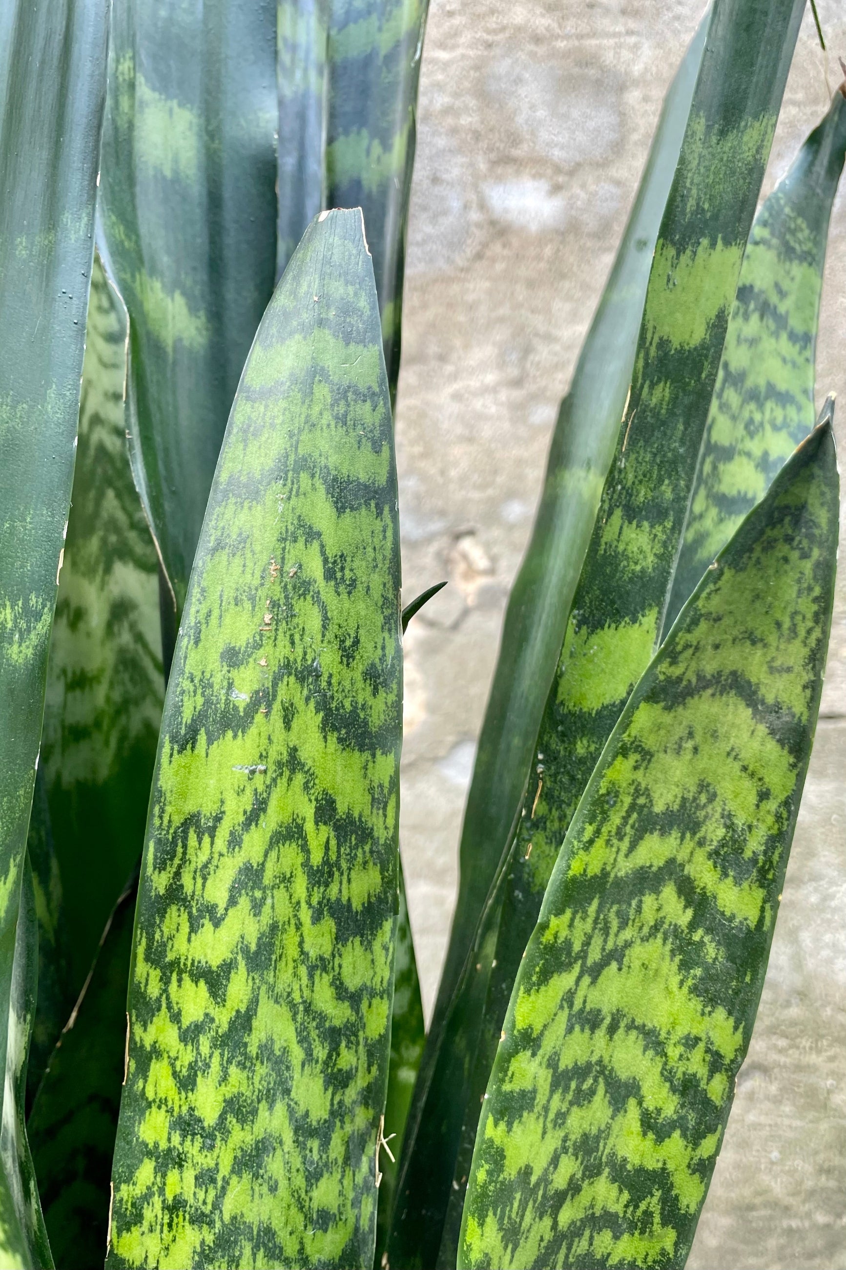 Sansevieria 'Black Coral' up close showing its striped leaves. ©Sprout Home
