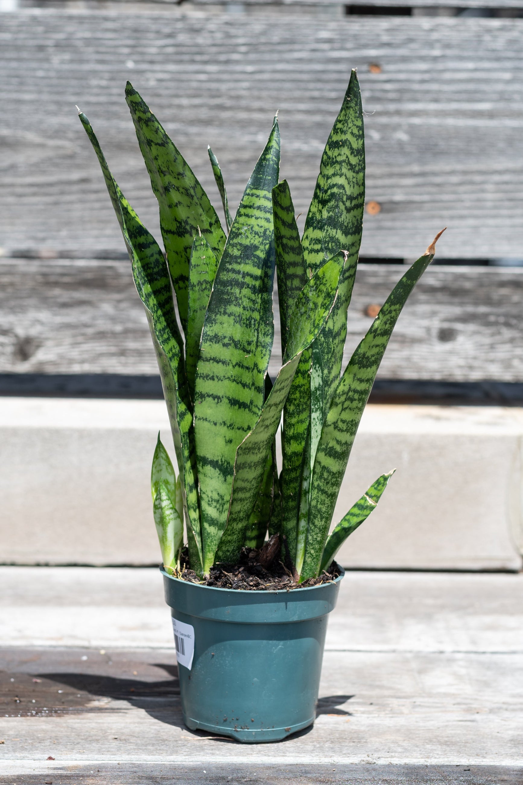 Sansevieria 'Black Coral' potted in front of grey wood background ©Sprout Home