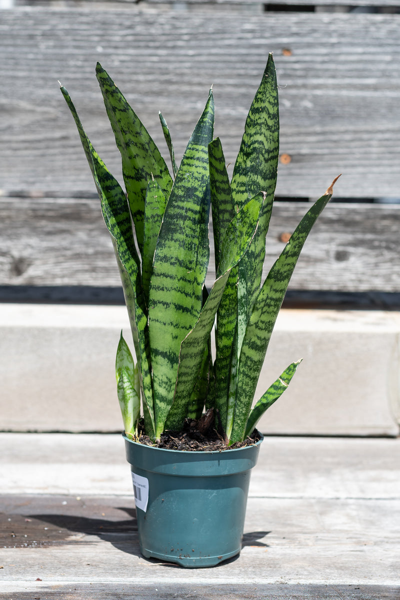 Sansevieria 'Black Coral' potted in front of grey wood background