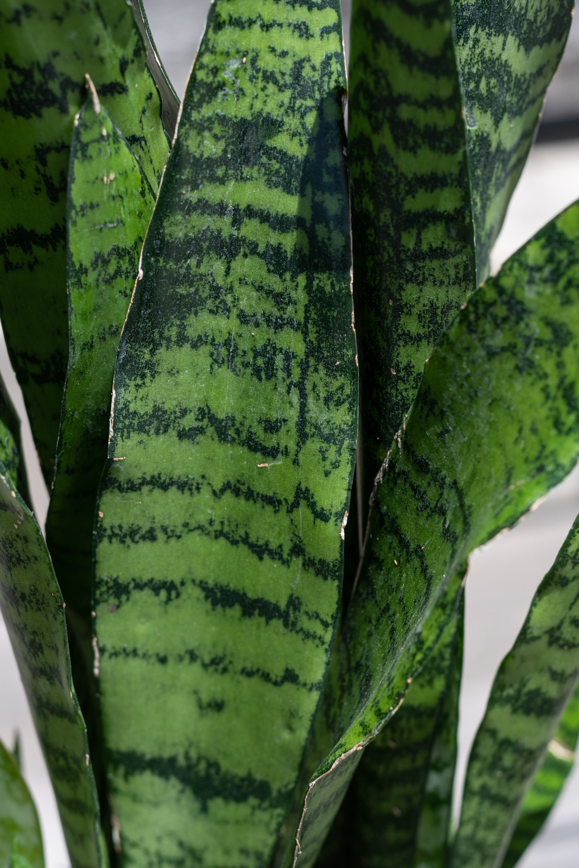 Close up of Sansevieria 'Black Coral' leaves