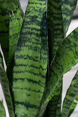 Close up of Sansevieria 'Black Coral' leaves