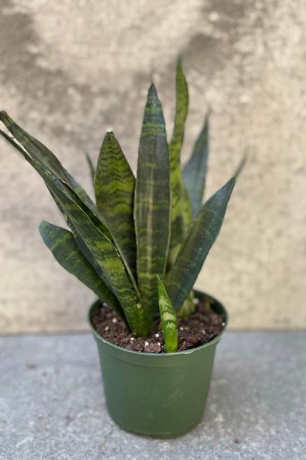 Sansevieria 'Black Coral' in a 6 inch pot against a grey wall. 