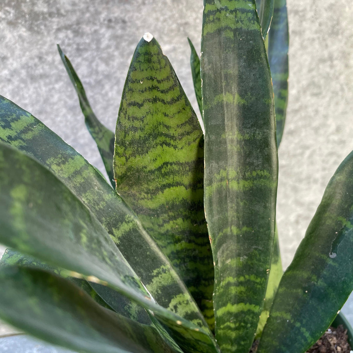 gardenersdream 1 x sansevieria black coral snake plant Sansevieria, 6in, Black Coral
