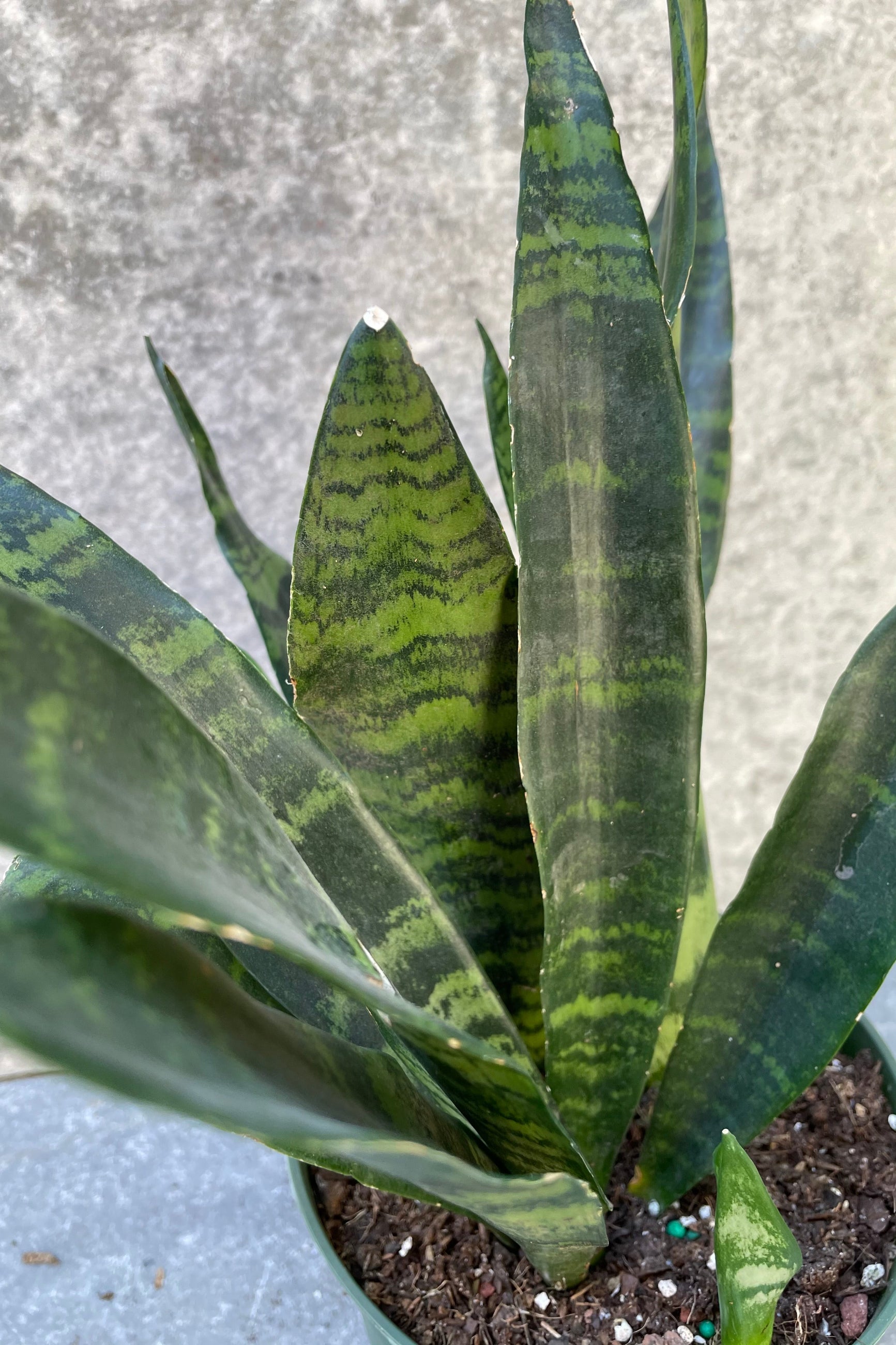 Sansevieria 'Black Coral' up close showing its striped leaves. ©Sprout Home