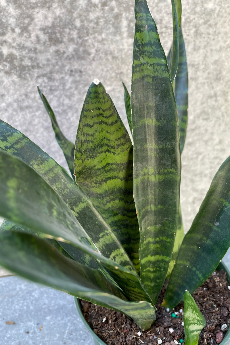 Sansevieria 'Black Coral' up close showing its striped leaves.