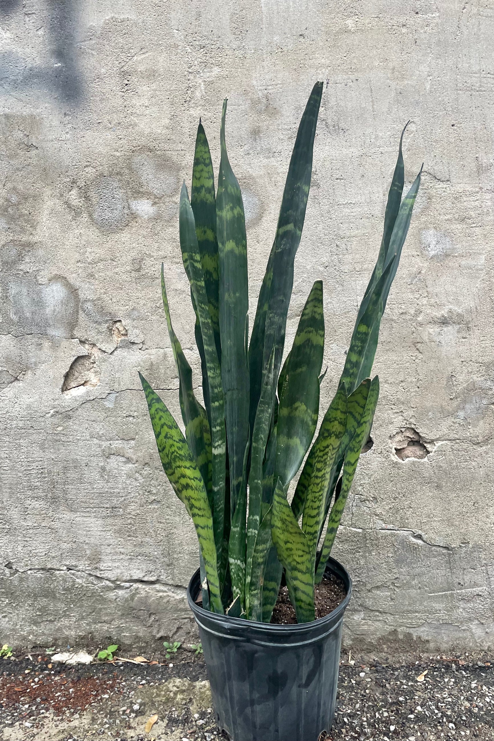 Photo of green and dark green leaves of Sansevieria Black Coral snake plant against gray wall ©Sprout Home
