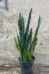 Photo of green and dark green leaves of Sansevieria Black Coral snake plant against gray wall
