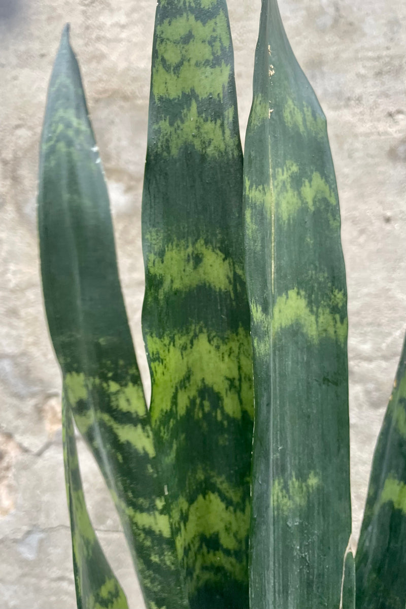 Close up photo of green and dark green leaves of Sansevieria Black Coral snake plant against gray wall