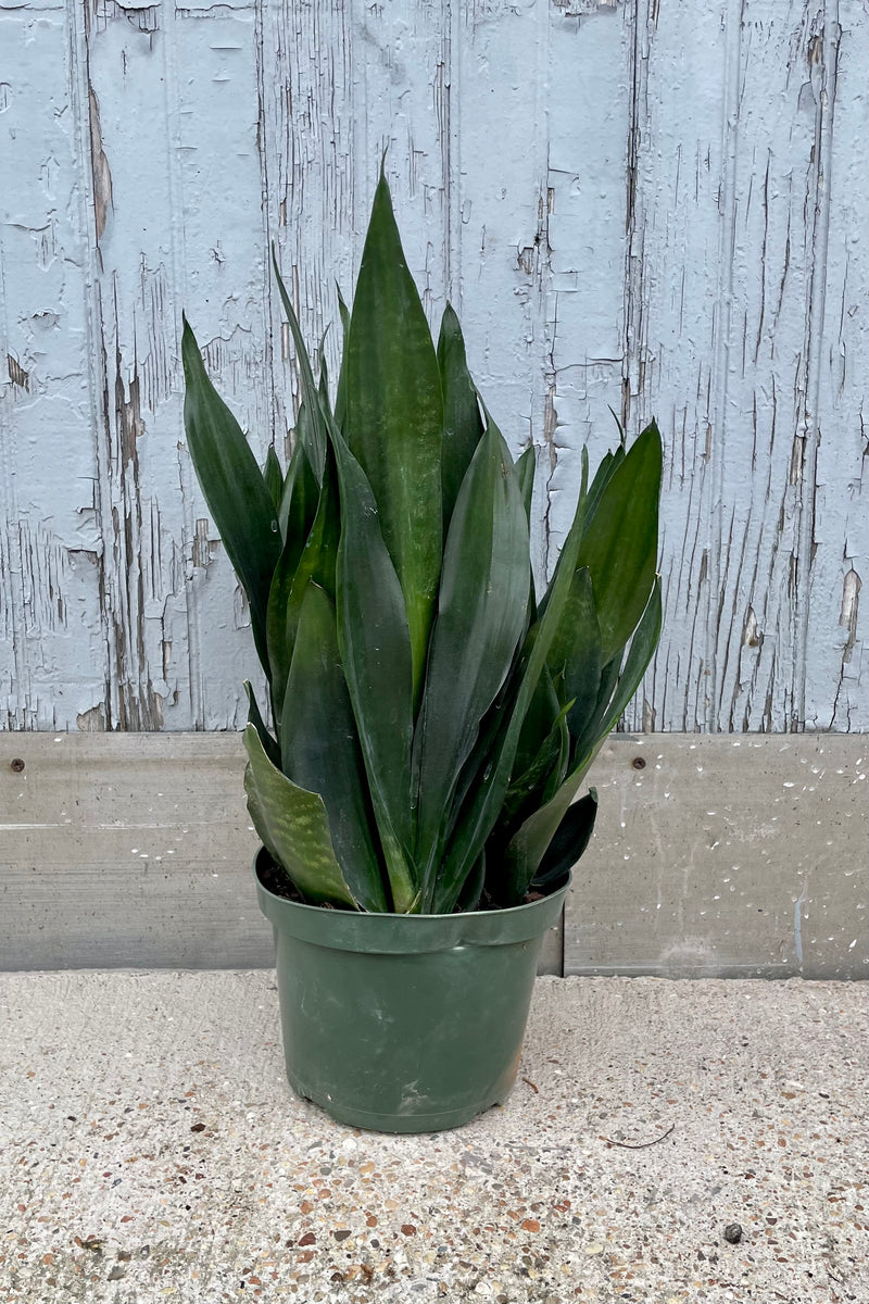 Sansevieria 'Black Dragon' in a 8" growers pot in front of a painted grey wall at Sprout Home. 
