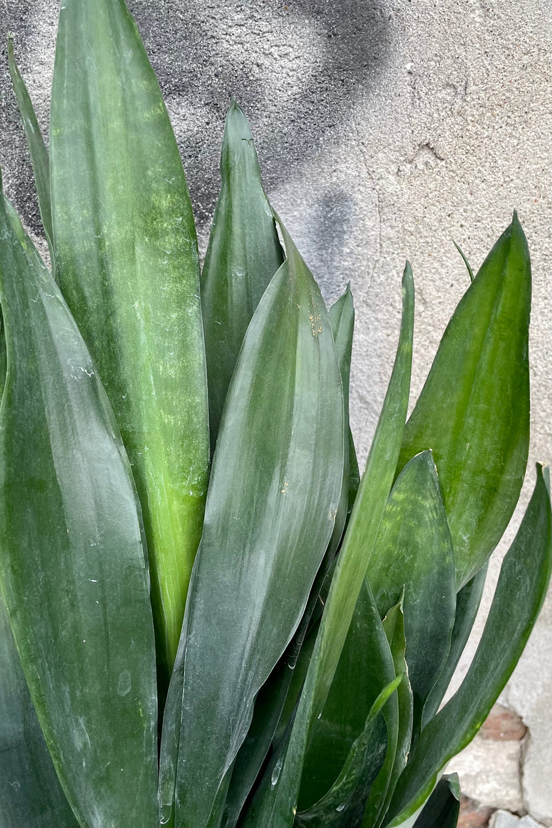 Detail of the Sansevieria 'Black Dragon' showing the thick green leaves