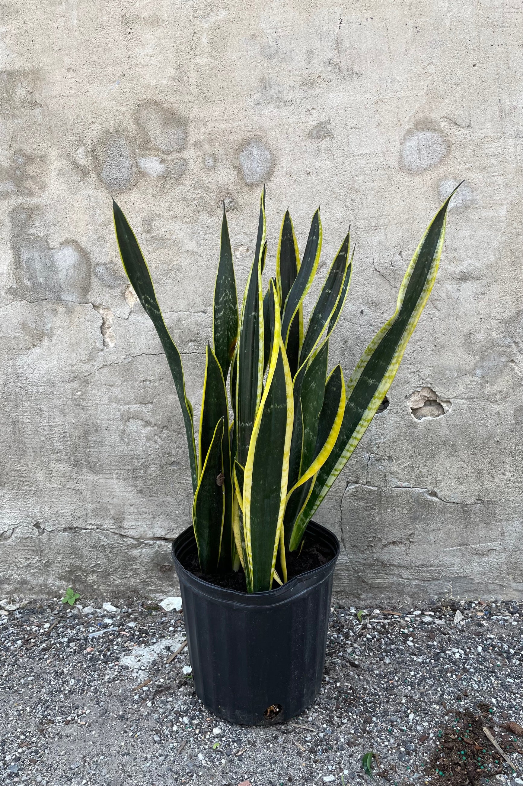 Sansevieria 'Black Gold' plant in a 10" growers pot. ©Sprout Home