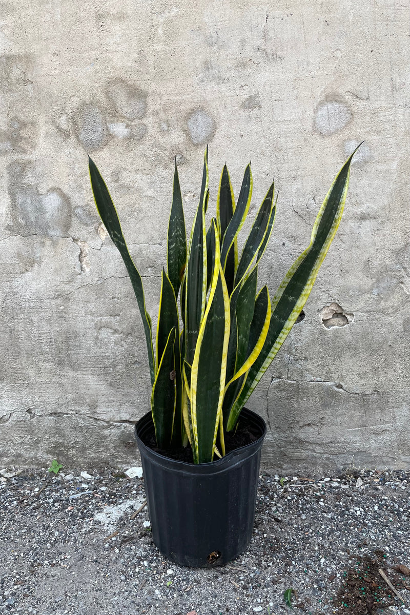 Sansevieria 'Black Gold' plant in a 10" growers pot.