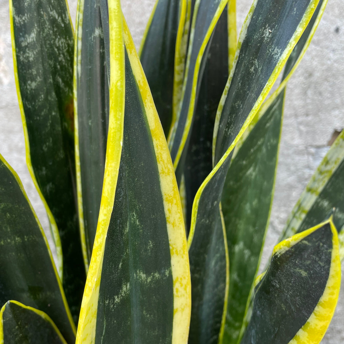 sansveria sp black & gold variegated snake plant Sansevieria 'Black Gold' 10" at SPROUT HOME