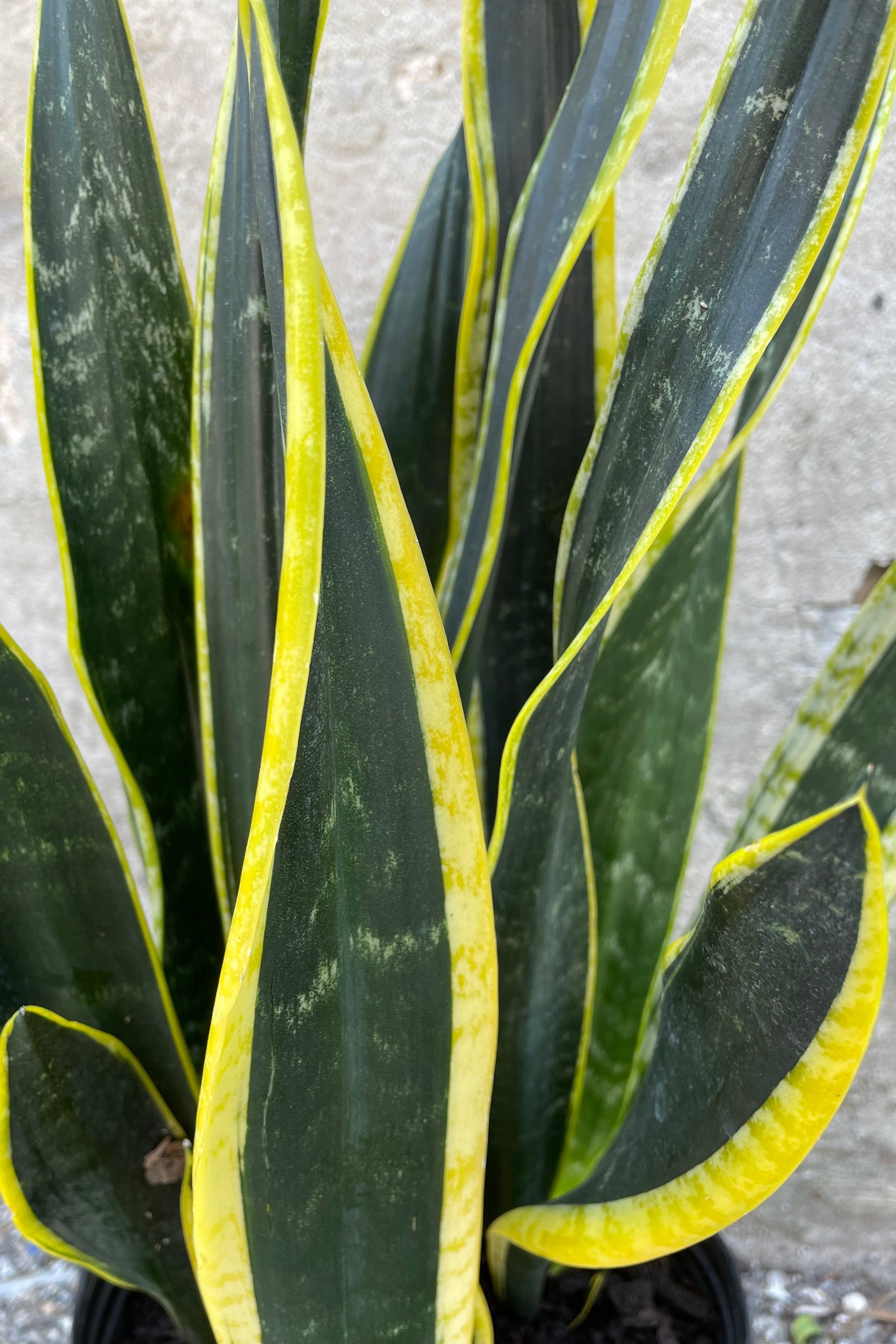 Sansevieria 'Black Gold' detail picture of its green and yellow striped leaves. ©Sprout Home
