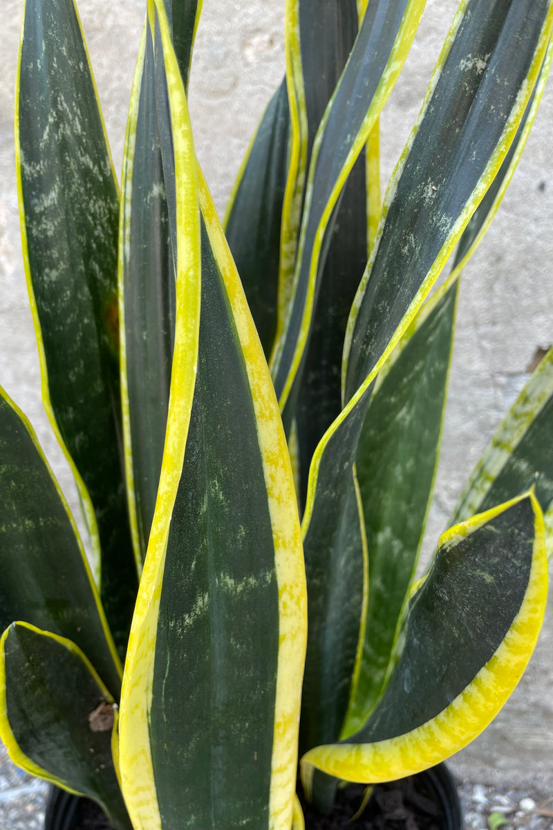 Sansevieria 'Black Gold' detail picture of its green and yellow striped leaves.