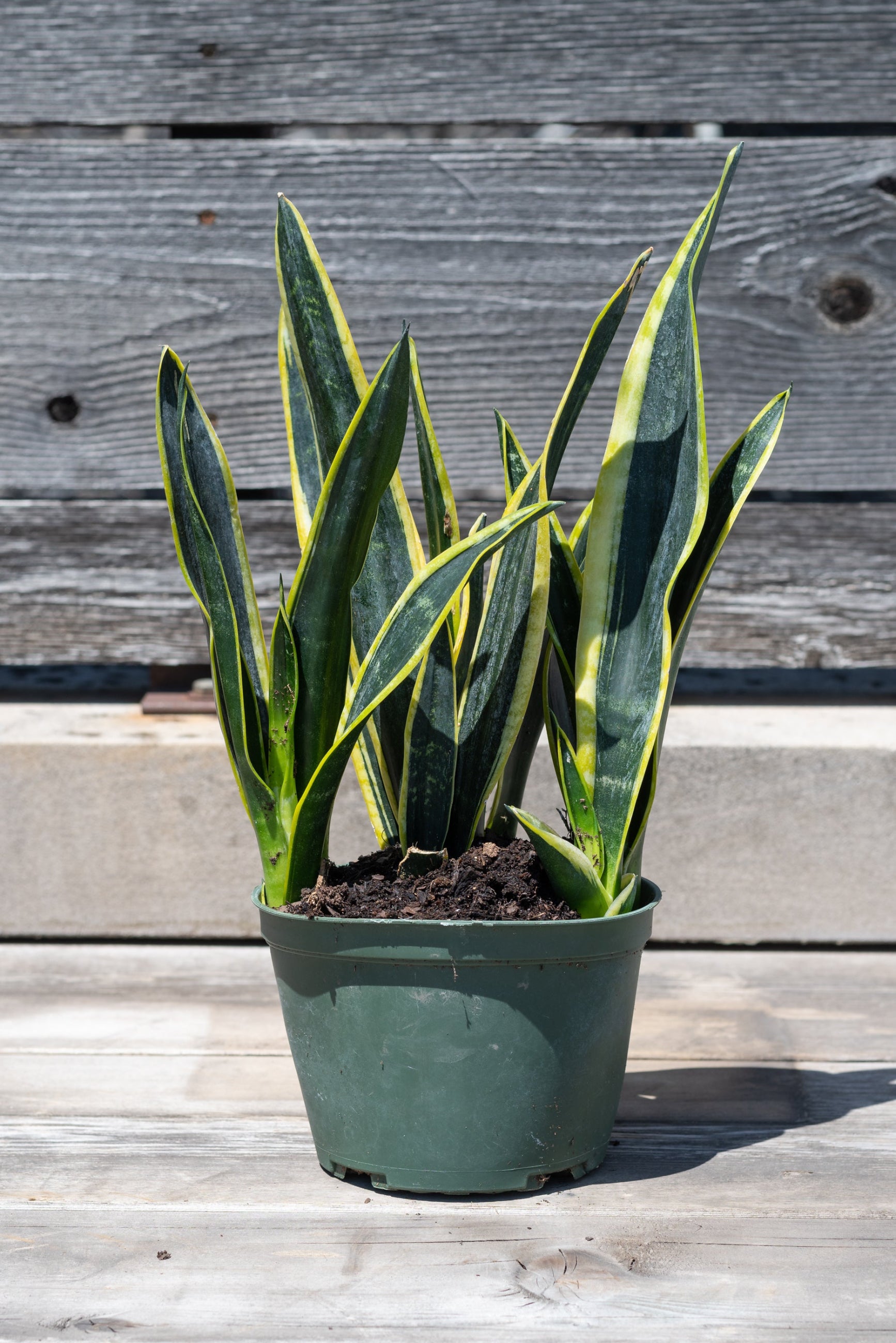 Sansevieria 'Black Gold' in grow pot in front of grey wood background ©Sprout Home