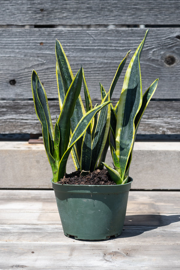 Sansevieria 'Black Gold' in grow pot in front of grey wood background