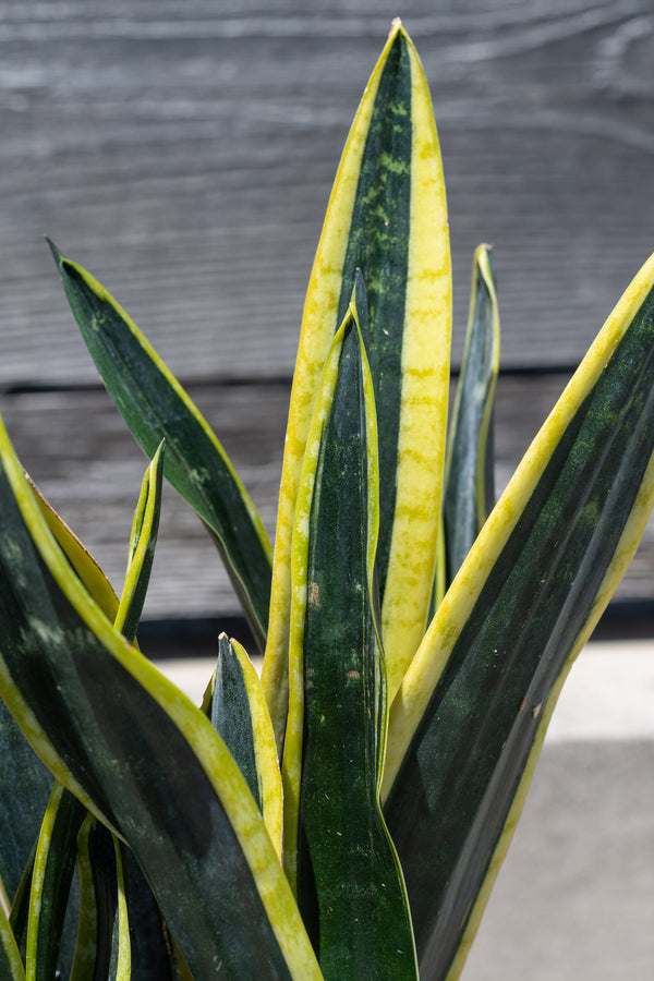 Close up of Sansevieria 'Black Gold' leaves