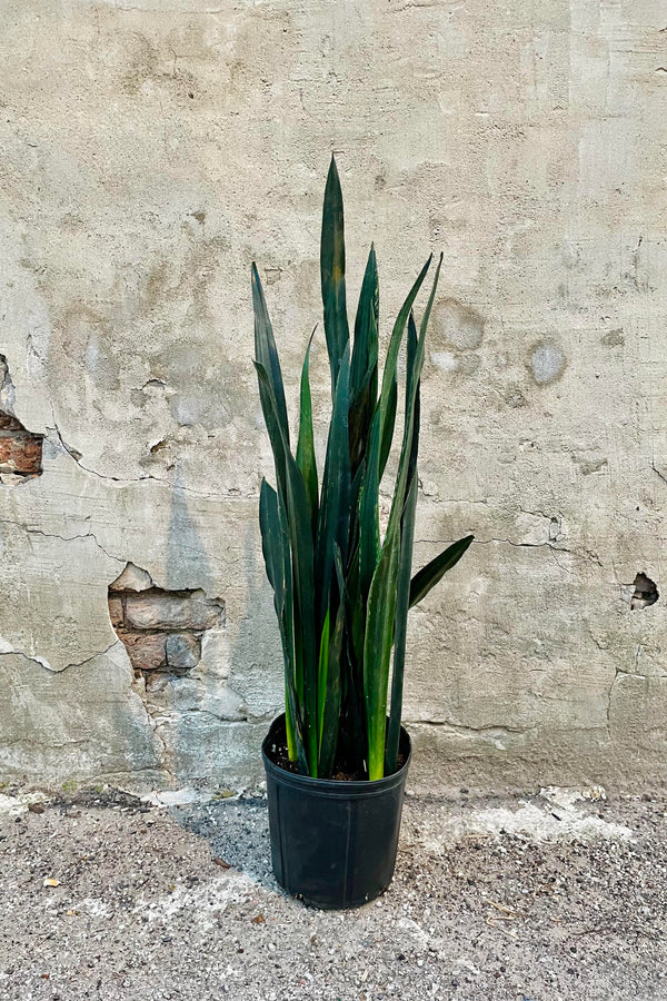 The Sansevieria 'Black Jaguar' sits against a brick backdrop in its 10 inch pot.