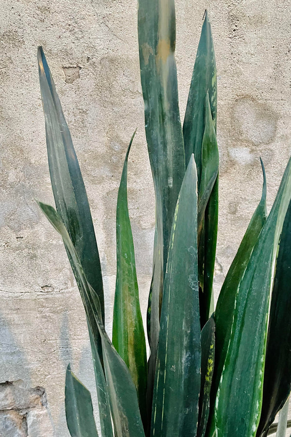 A detailed look at the Sansevieria 'Black Jaguar'.