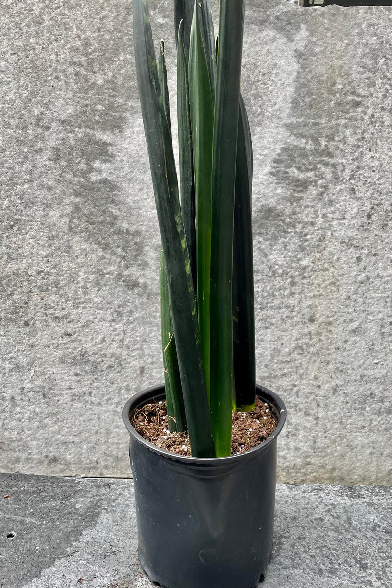 The Sansevieria 'Black Jaguar' sits pretty in its 8 inch pot against a grey backdrop.