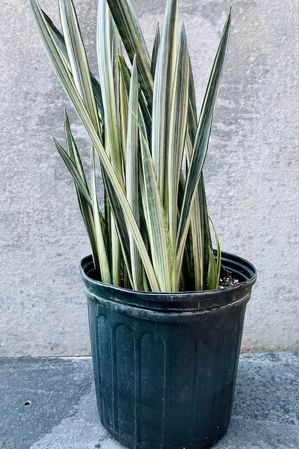 The Sansevieria 'Bantel's Sensation' sits against a grey backdrop.