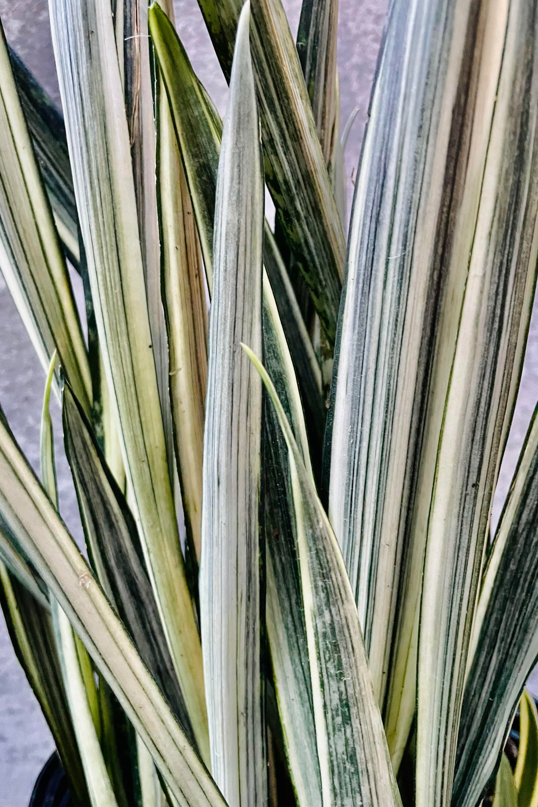 A detailed look at the Sansevieria 'Bantel's Sensation'   ©Sprout Home