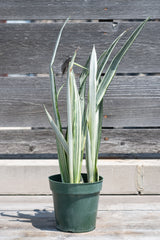 Sansevieria 'Bantel's Sensation' in grow pot in front of grey wood background