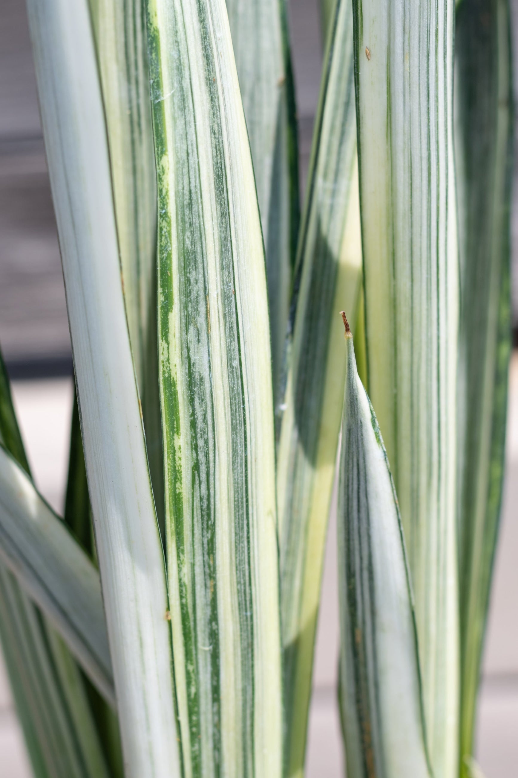 Close up of Sansevieria 'Bantel's Sensation' foliage ©Sprout Home