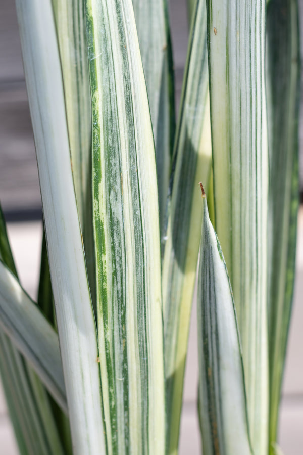 Close up of Sansevieria 'Bantel's Sensation' foliage