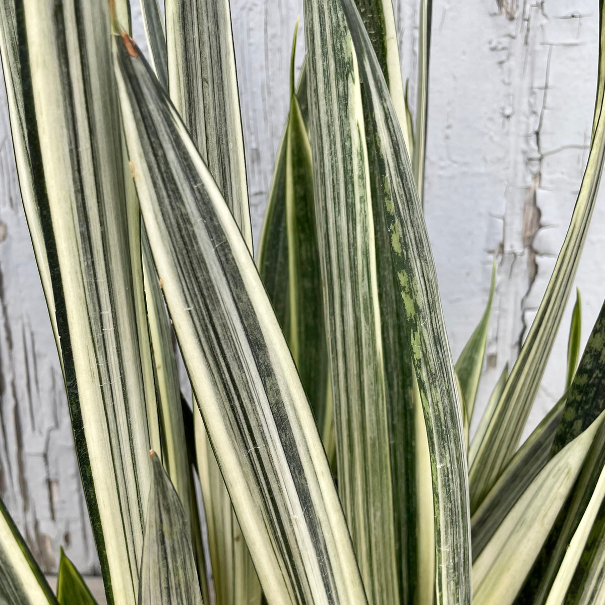 bantel's sensation snake plant cultivar name Sansevieria 'Bantel's Sensation' 8" at SPROUT HOME