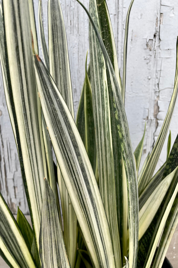 A detail view of Sansevieria 'Bantel's Sensation' 8" against wooden backdrop