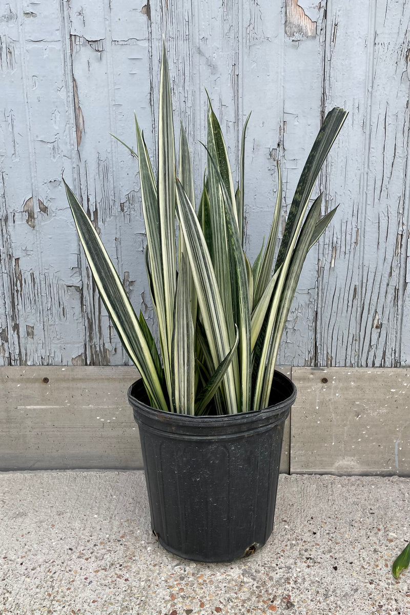 A full view of Sansevieria 'Bantel's Sensation' 8" in grow pot against wooden backdrop