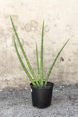 Large sansevieria cylindrica in front of concrete wall