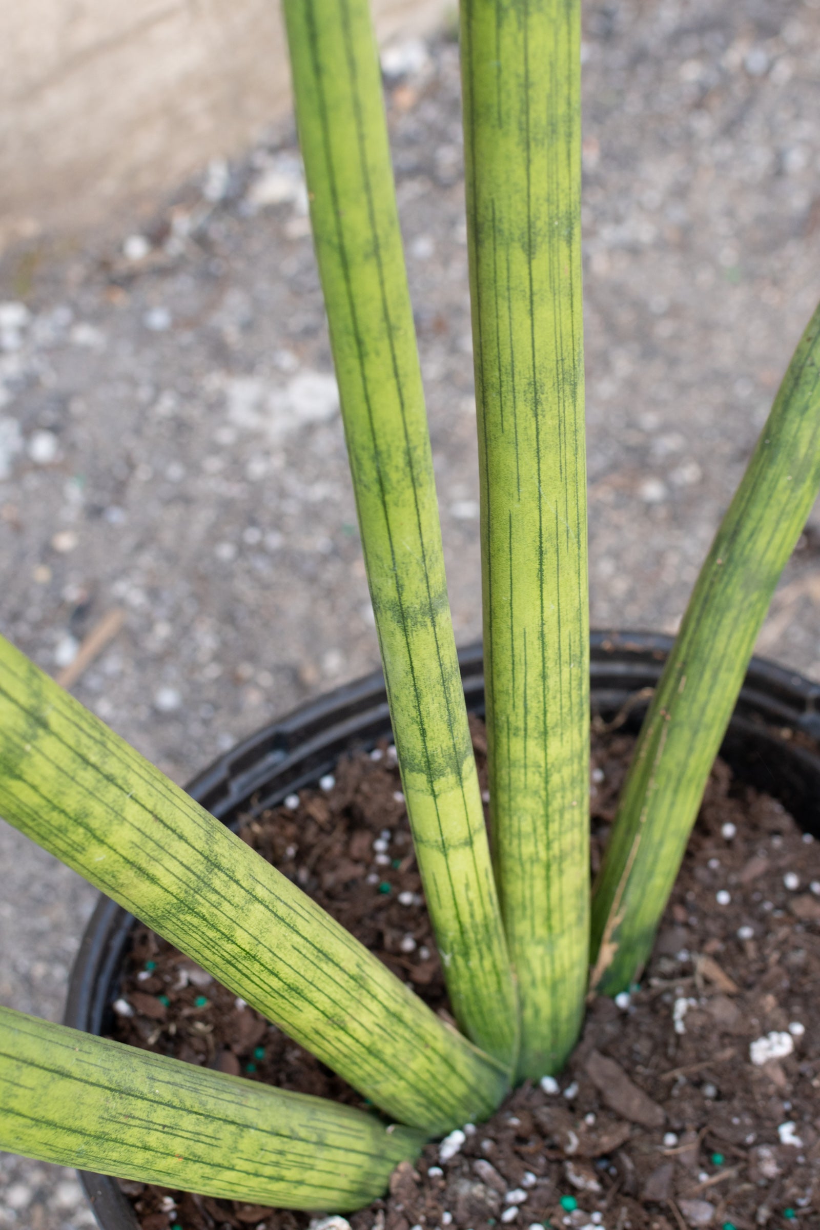 Close up of sansevieria cylindrica foliage