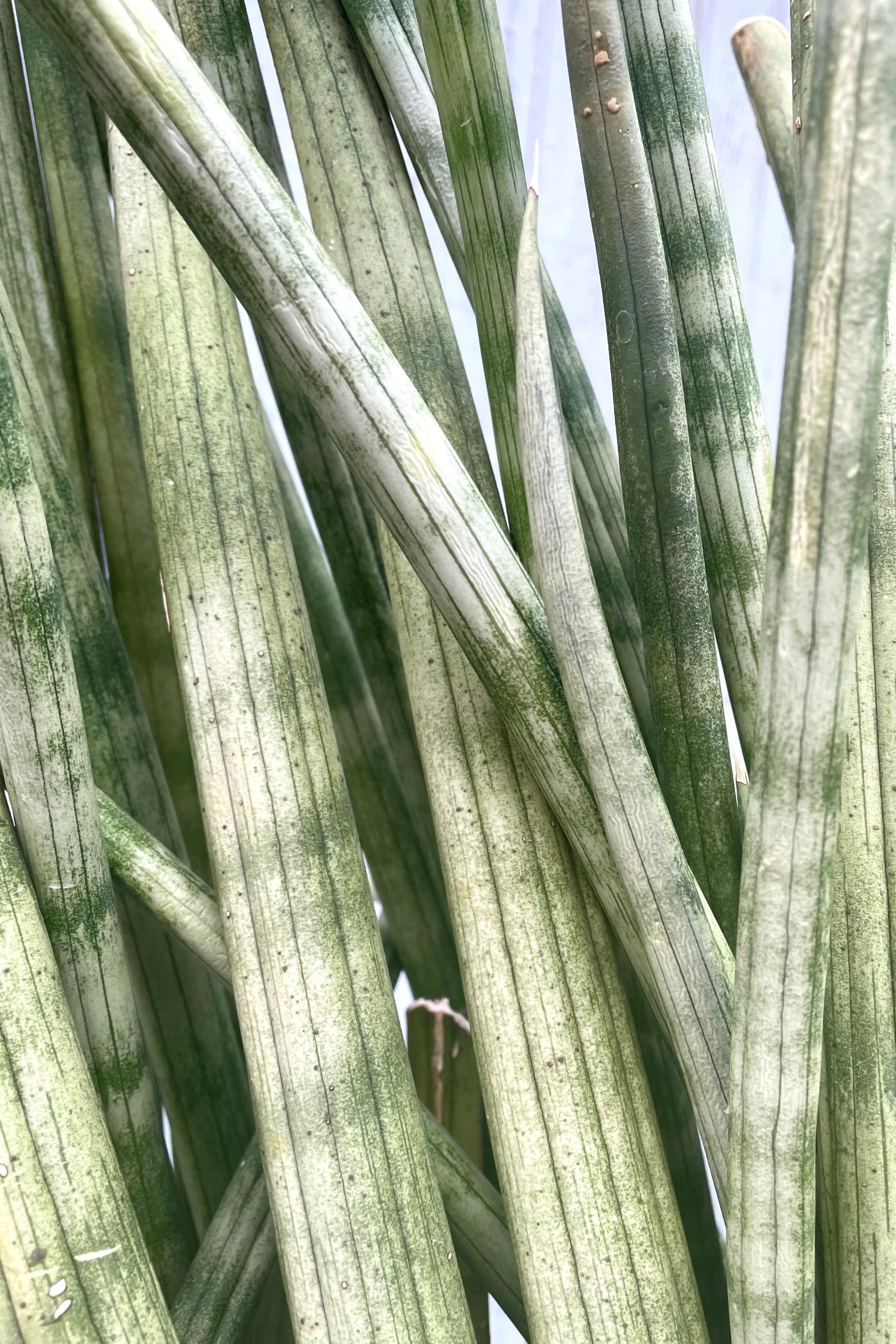 A detailed view of Sansevieria cylindrica #5  ©Sprout Home