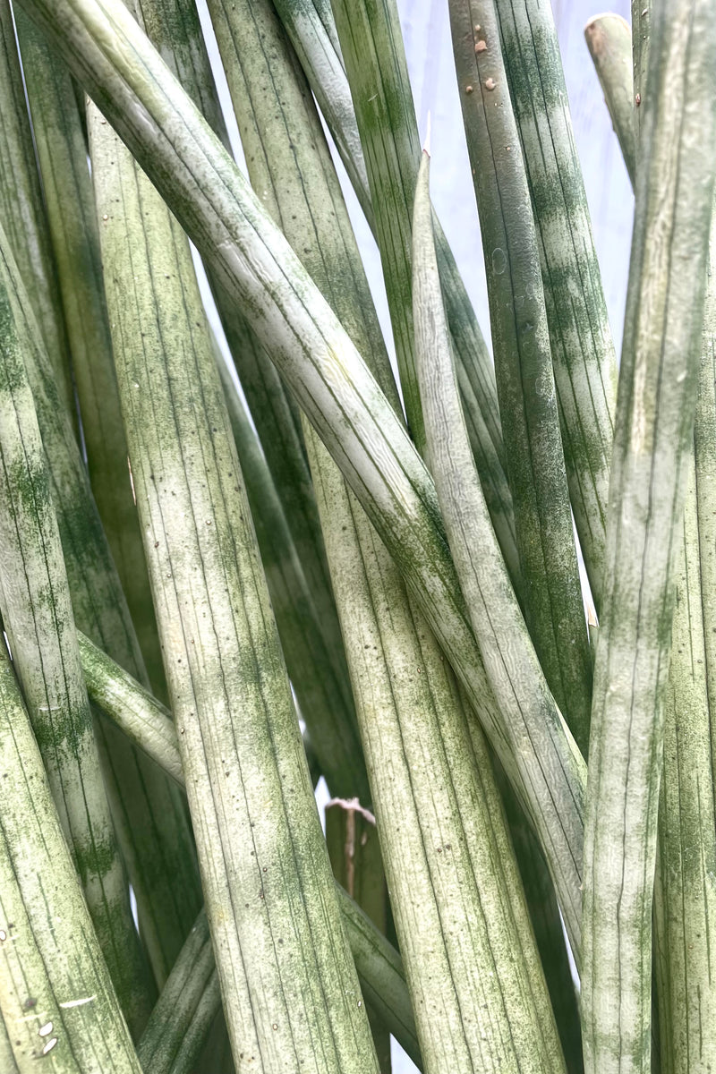 A detailed view of Sansevieria cylindrica #5 