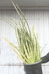 A hand holds Sansevieria cylindrica #5 in grow pot against wooden backdrop